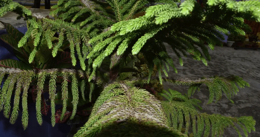 norfolk island pine problems