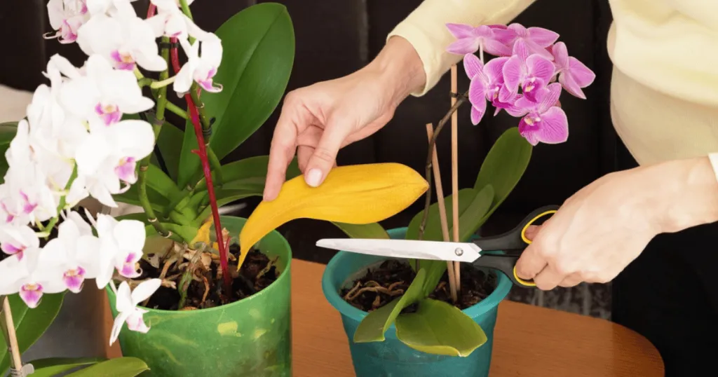 orchid plant care