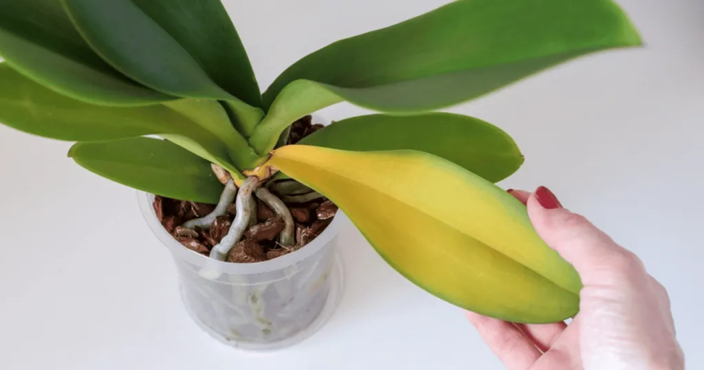 orchid problems