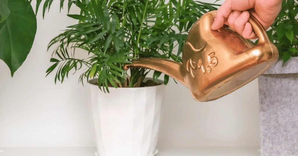 parlor palm plant care