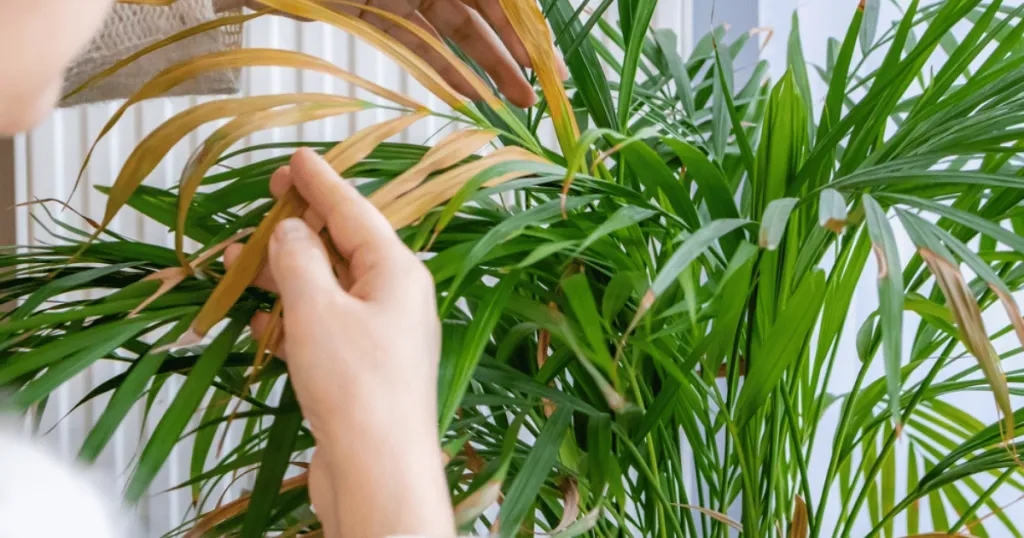 parlor palm problems