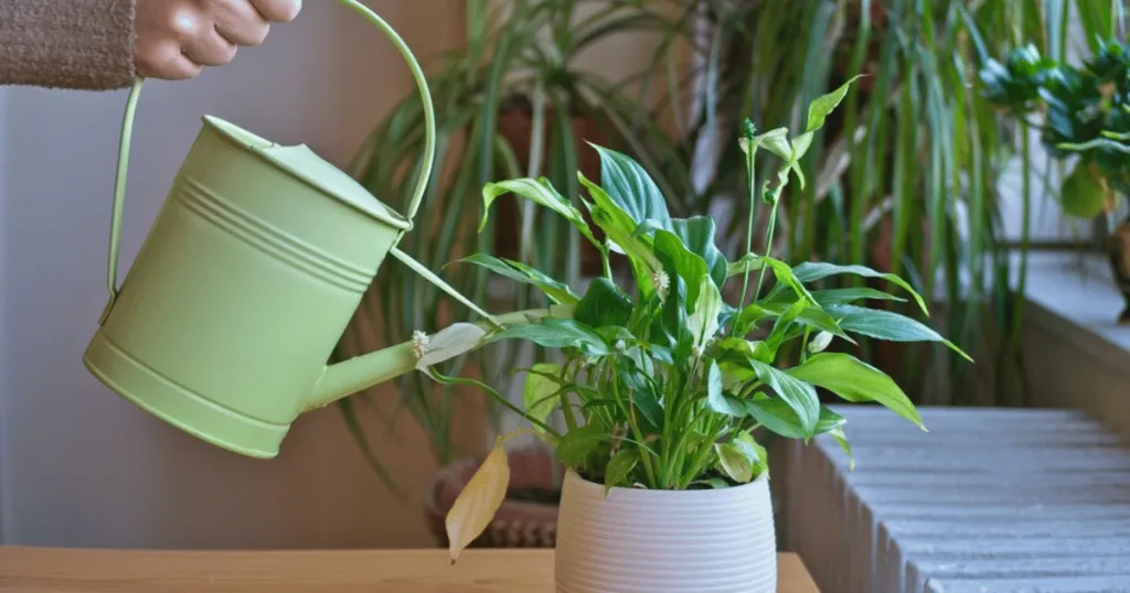 peace lily care