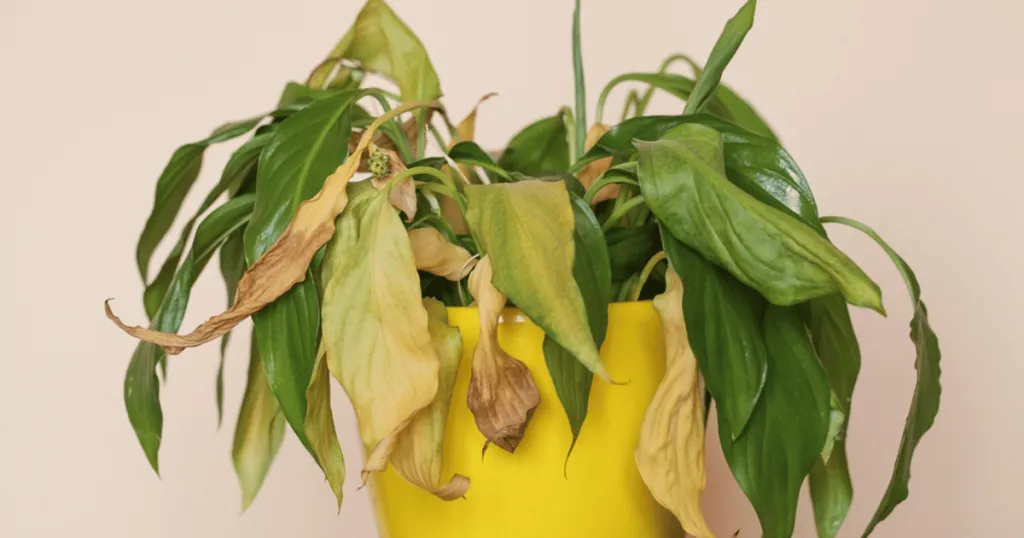 peace lily problems