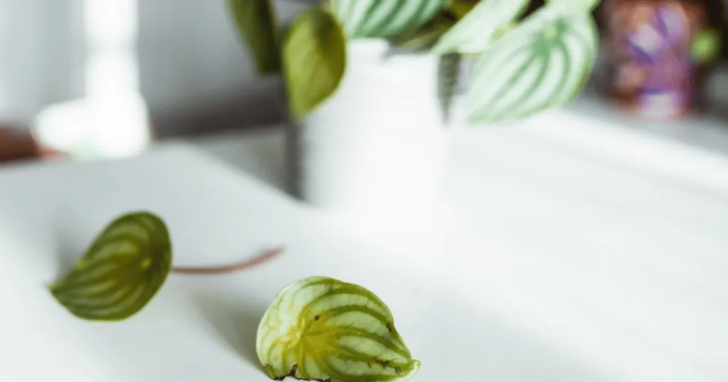 peperomia plant care