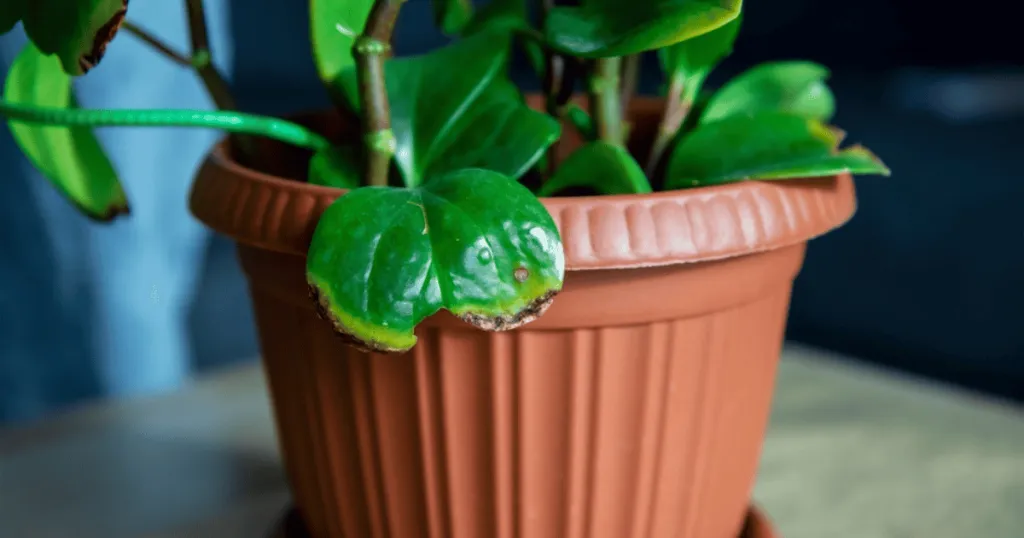 peperomia problems