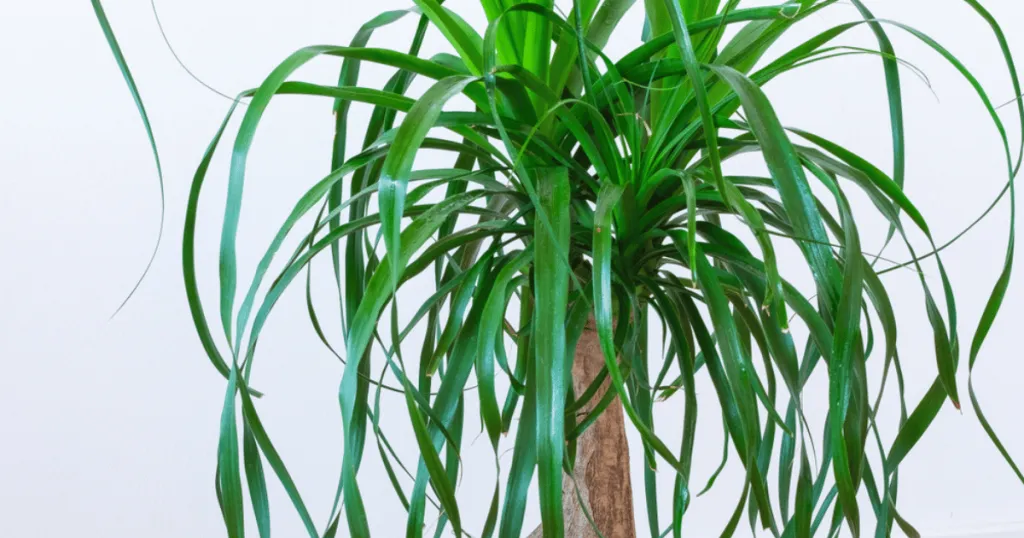 ponytail palm pine plant care