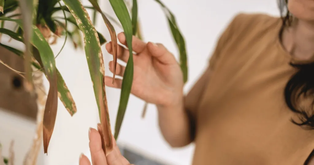 ponytail palm problems