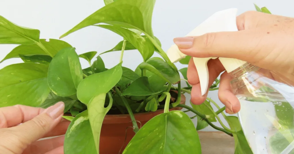 pothos care