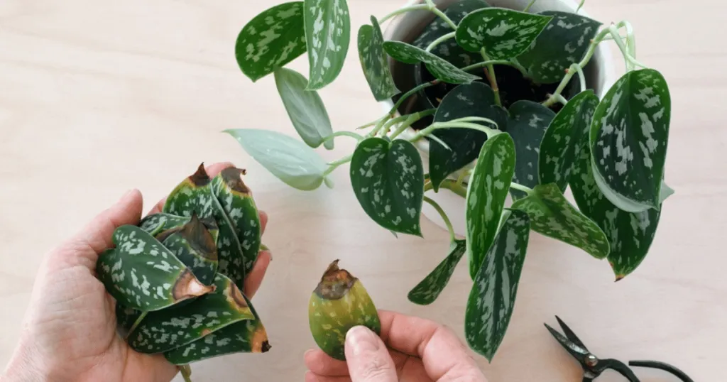 pothos problems