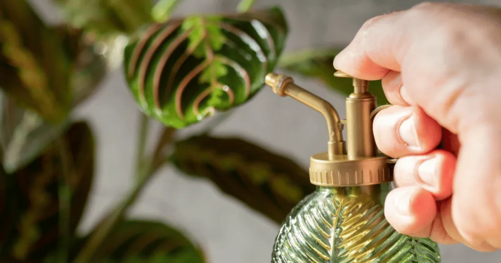 prayer plant care