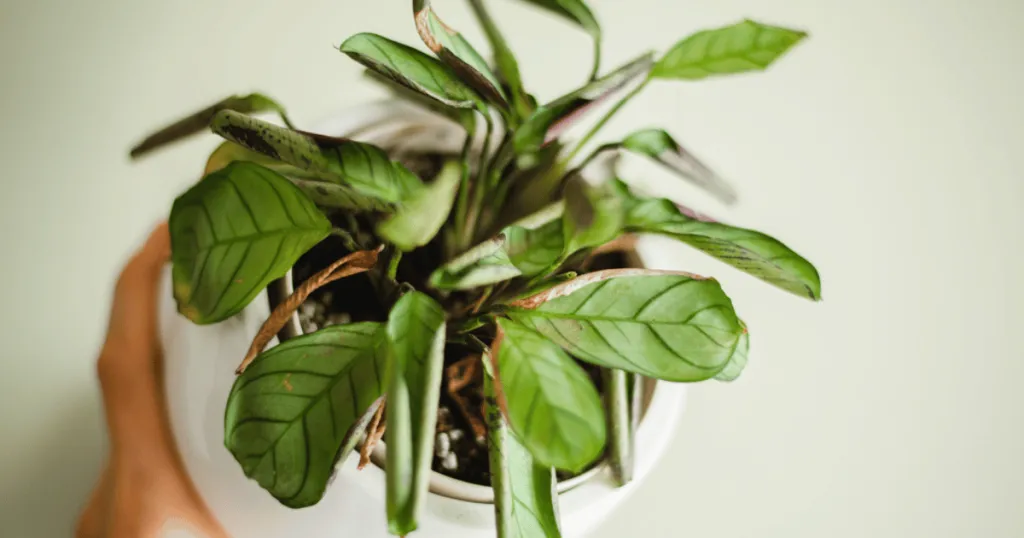 prayer plant problems