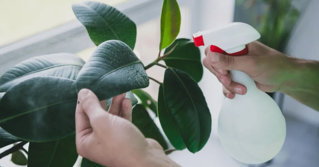rubber plant care
