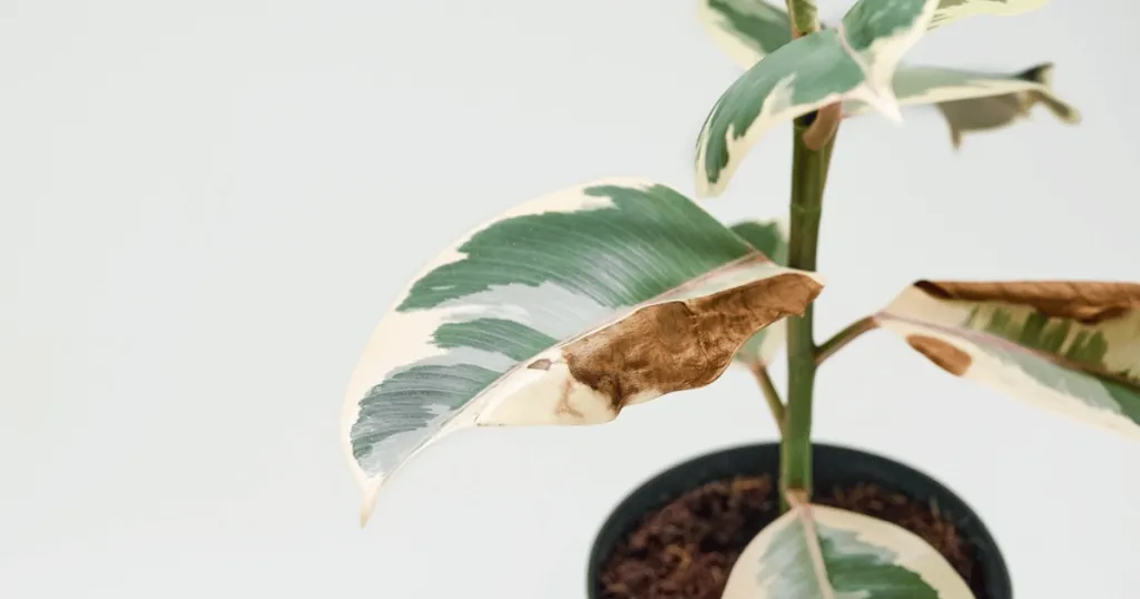 rubber plant problems