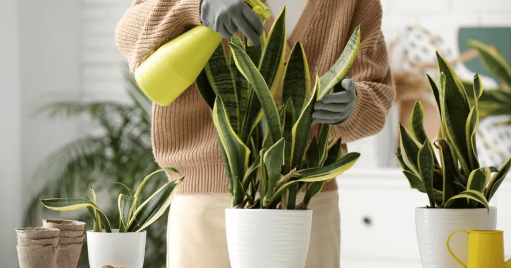 snake plant care