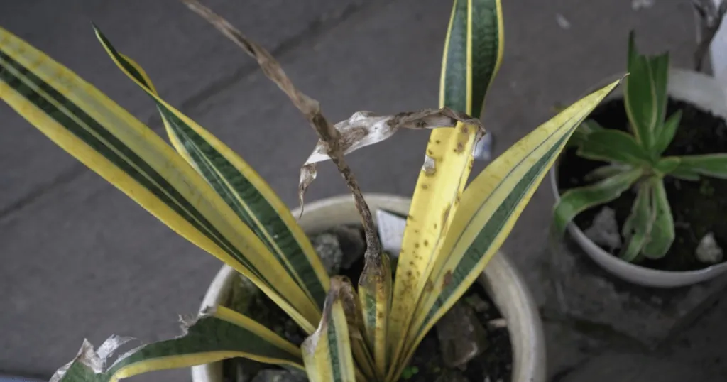 snake plant problems