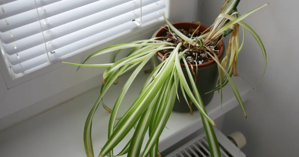 spider plant problems