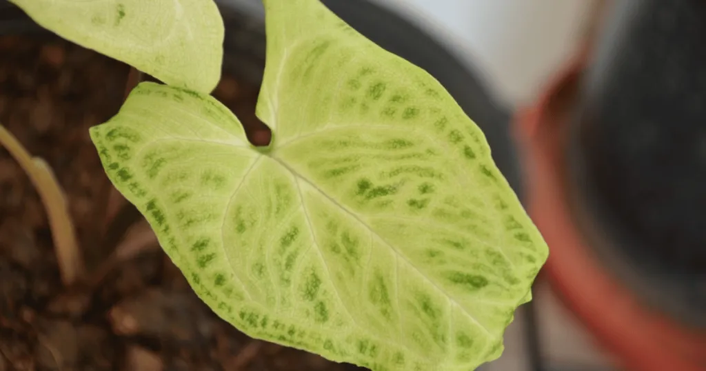 syngonium problems
