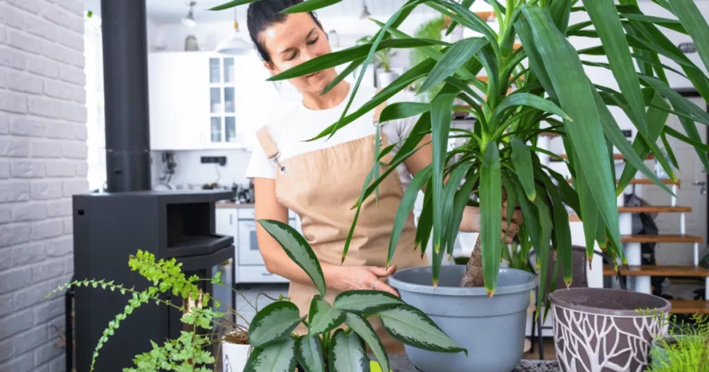 yucca plant care