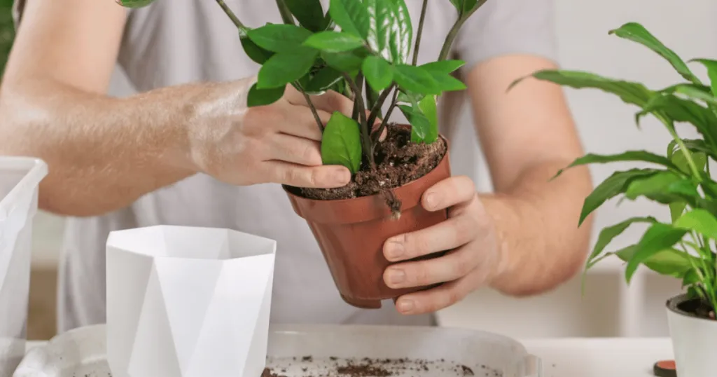 zz plant care