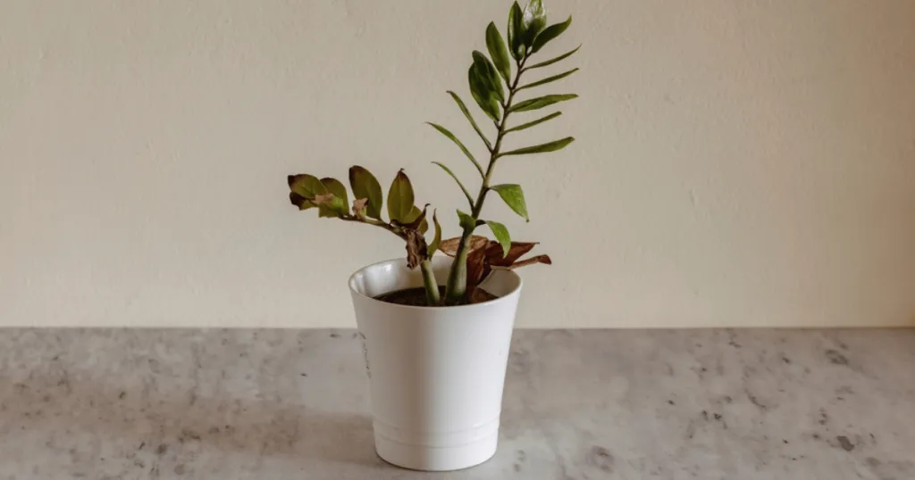 zz plant problems